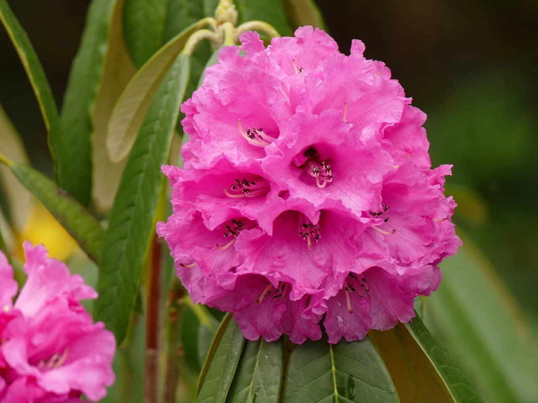 R. lanigerum